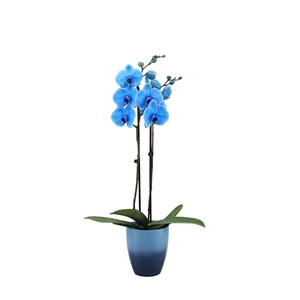 Change Blue Phal I Am Blue 2T14+