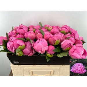 PAEO L MR JULES ELIE