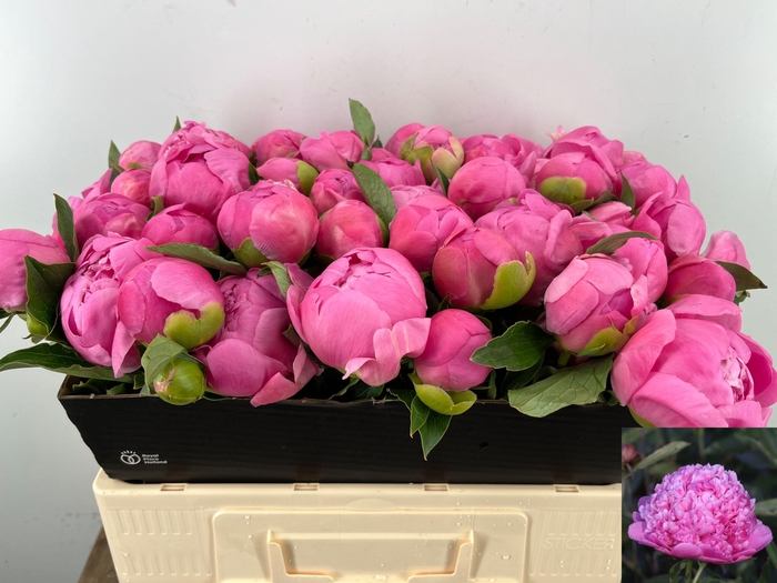 <h4>PAEO L MR JULES ELIE</h4>