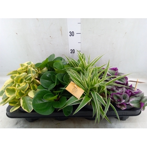 Planten  ..mix