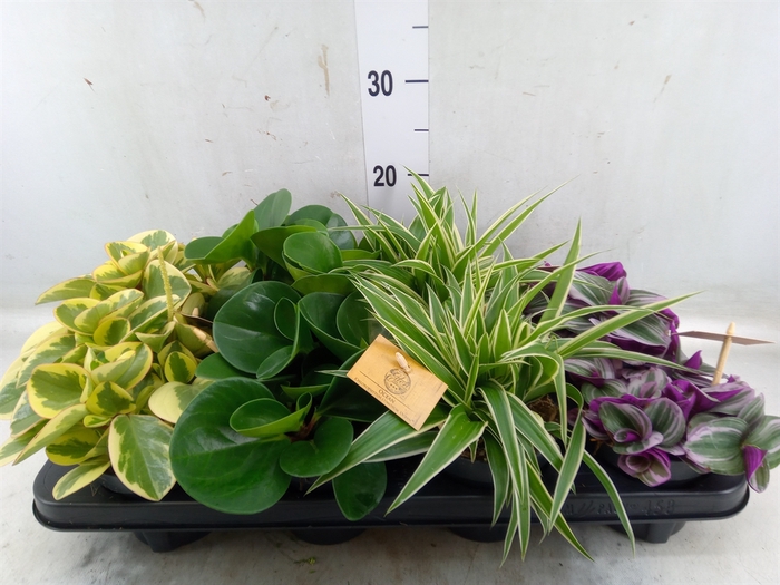 <h4>Planten  ..mix</h4>