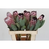 Protea African Didi