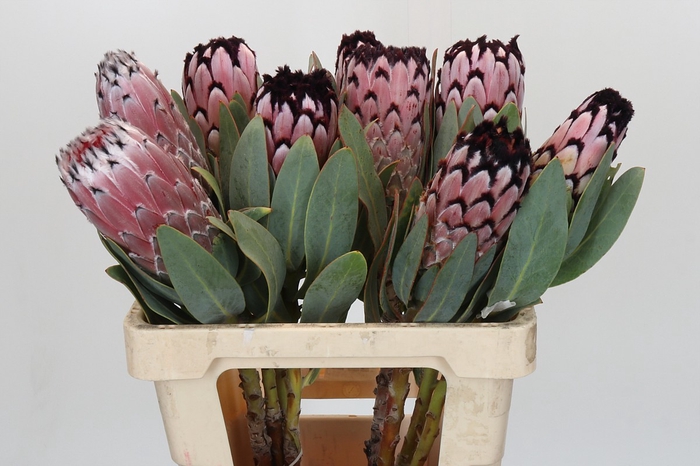 <h4>Protea African Didi</h4>