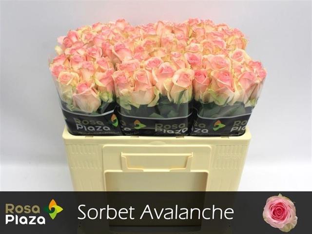 R GR AVALANCHE SORB+