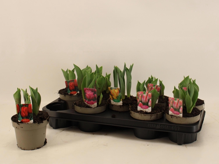 <h4>TUL GEM 4 KLEUREN</h4>