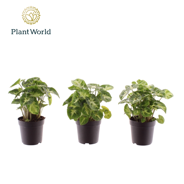 <h4>Syngonium Pixie 7 cm</h4>