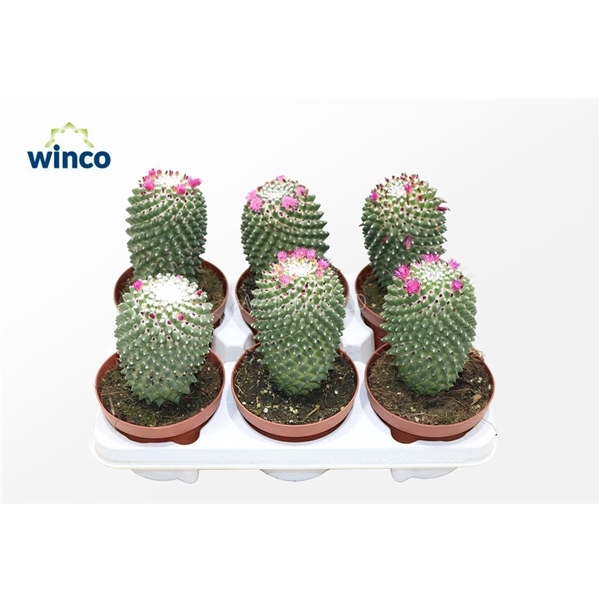 <h4>Mammillaria Toluca</h4>