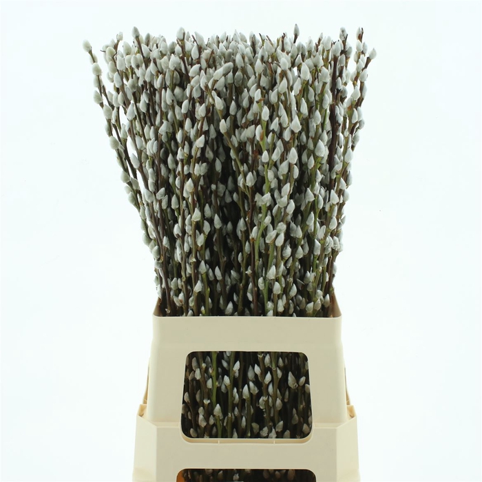 <h4>Salix Caprea 'snow Flake' (ch) Fresh!</h4>