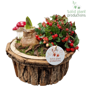 BSMA001 Amaryllis Bark S Medium Brown