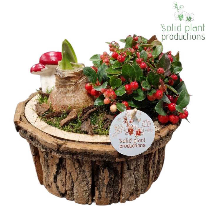 <h4>BSMA001 Amaryllis Bark S Medium Brown</h4>