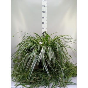 Chlorophytum com. 'Ocean'