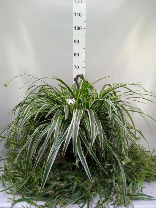 <h4>Chlorophytum com. 'Ocean'</h4>