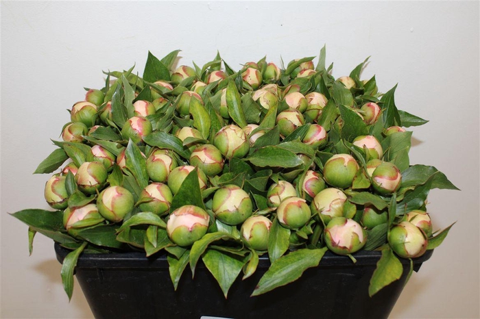 <h4>Paeo L Pecher</h4>