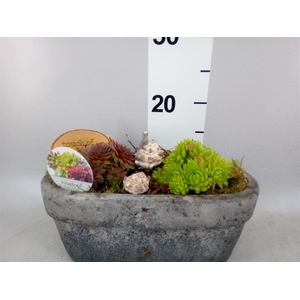 Arr.  Sempervivum L%