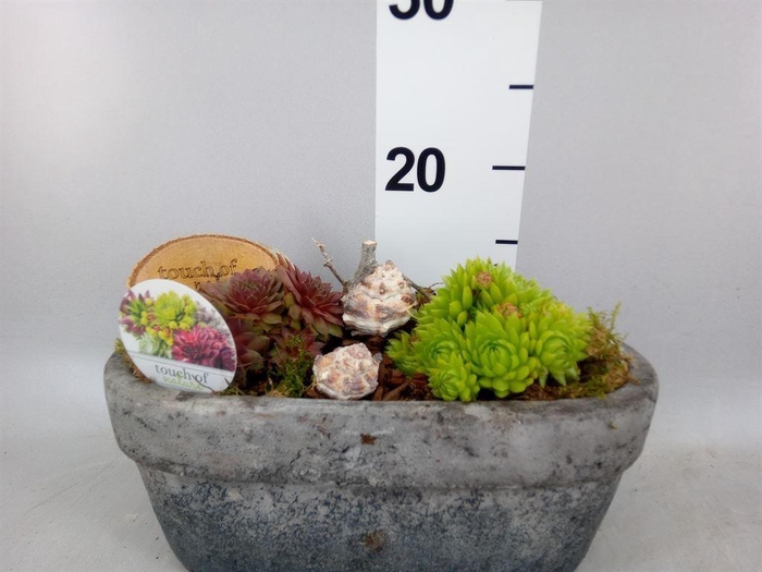 <h4>Arr.  Sempervivum L%</h4>