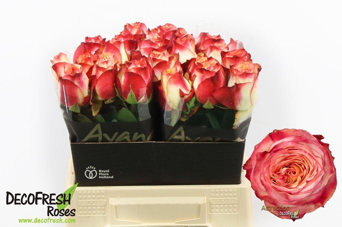 <h4>R Gr Attraction</h4>