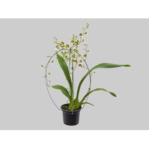 ONCIDIUM CLEOS PRIDE P15 BICOLOR