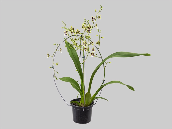 <h4>ONCIDIUM CLEOS PRIDE P15 BICOLOR</h4>