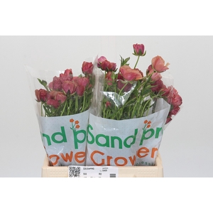 Ranunculus Magical Cinnamon