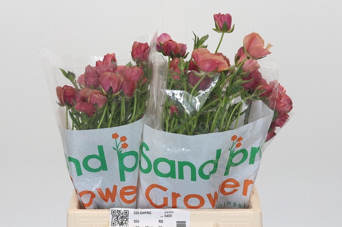 <h4>Ranunculus Magical Cinnamon</h4>