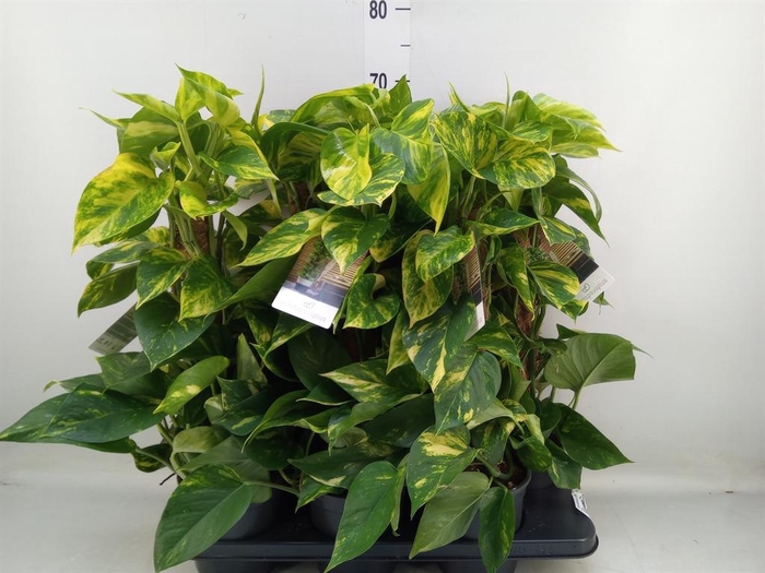 <h4>Epipremnum pinn.   ...moss stick</h4>