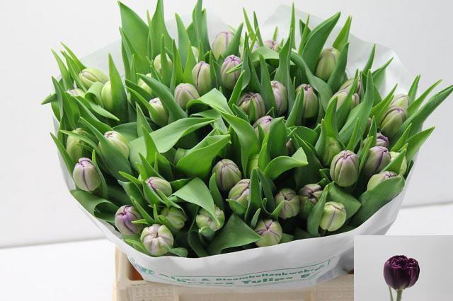 <h4>TU DU PYTHON</h4>