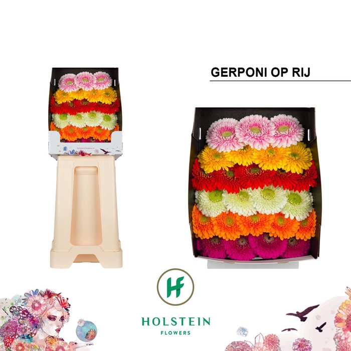 <h4>Ge Bv Pom Op Rij Gem</h4>