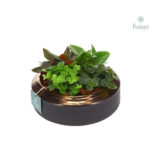 Schaal keramiek brons Medium met groene planten