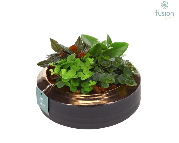 <h4>Schaal keramiek brons Medium met groene planten</h4>