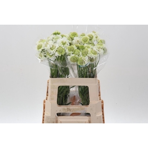 Scab At F Scoop Whit