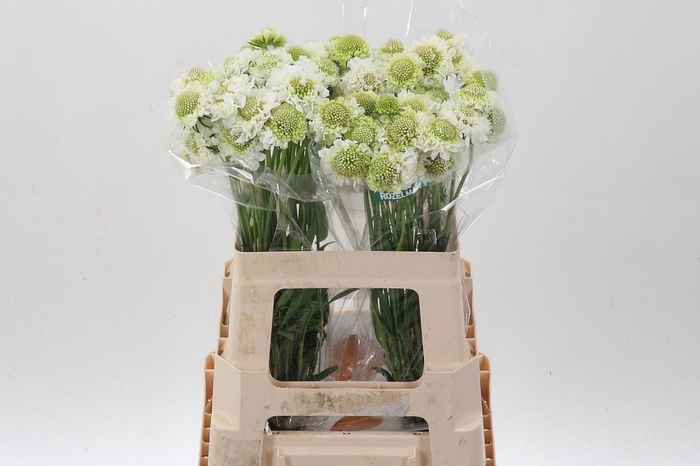 <h4>Scab At F Scoop Whit</h4>