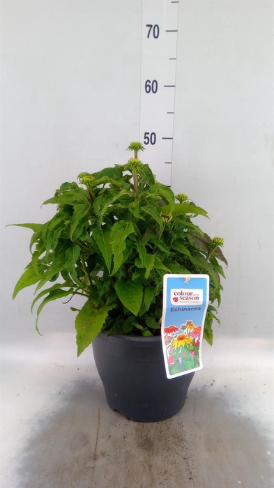<h4>Echinacea   ...</h4>