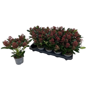 Skimmia japonica Rubella