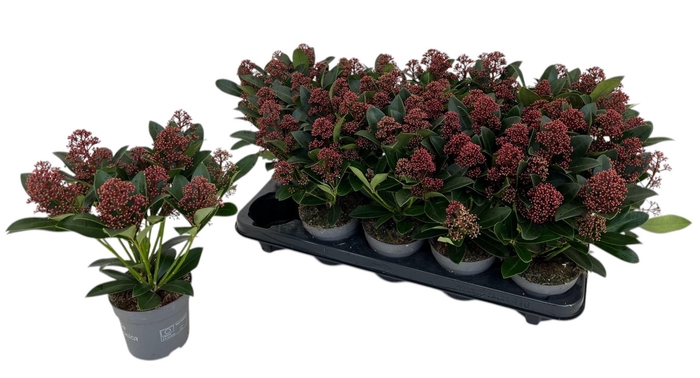 <h4>Skimmia japonica Rubella</h4>