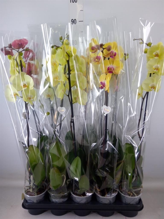 <h4>Phalaenopsis   ...yellow</h4>