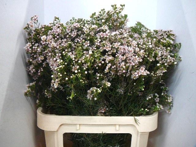 Chame Un Jupiter Sol X5