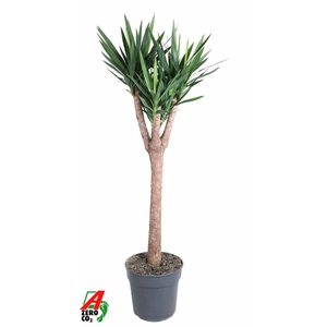 Yucca