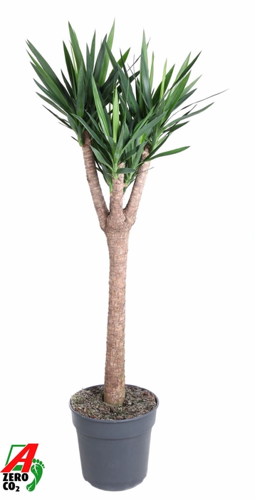 <h4>Yucca</h4>