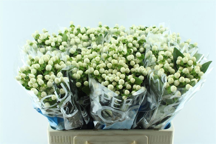 <h4>Hyp Coco Uno White</h4>