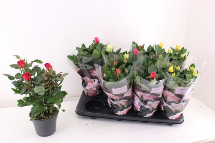 <h4>RO PATHIT GEM 5 SRT</h4>