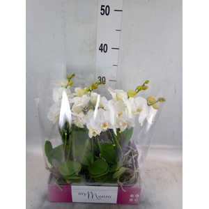 Phalaenopsis   ...white