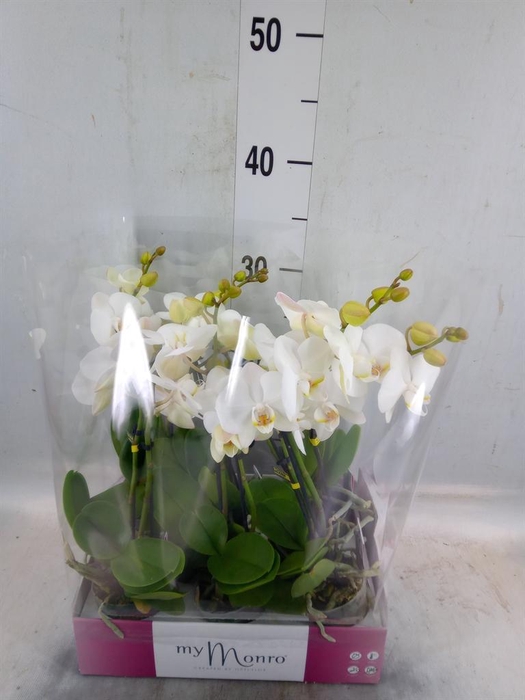 <h4>Phalaenopsis   ...white</h4>
