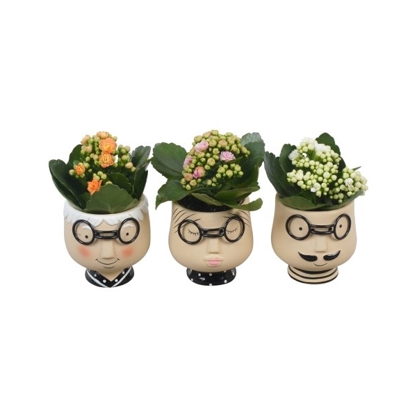 <h4>PTIB6648 Arrangement Indoor in sierpot mix</h4>