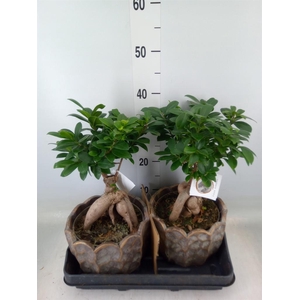 Ficus microcarpa 'Ginseng'