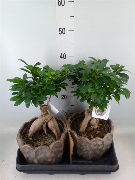 <h4>Ficus microcarpa 'Ginseng'</h4>