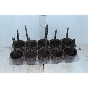 CACTUS RUBESCENS CONSOLEA P12