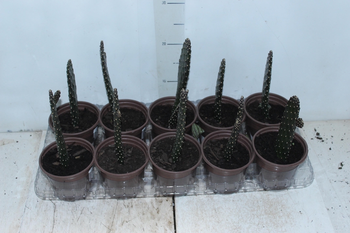 <h4>CACTUS RUBESCENS CONSOLEA P12</h4>