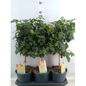 Lantana camara   ...