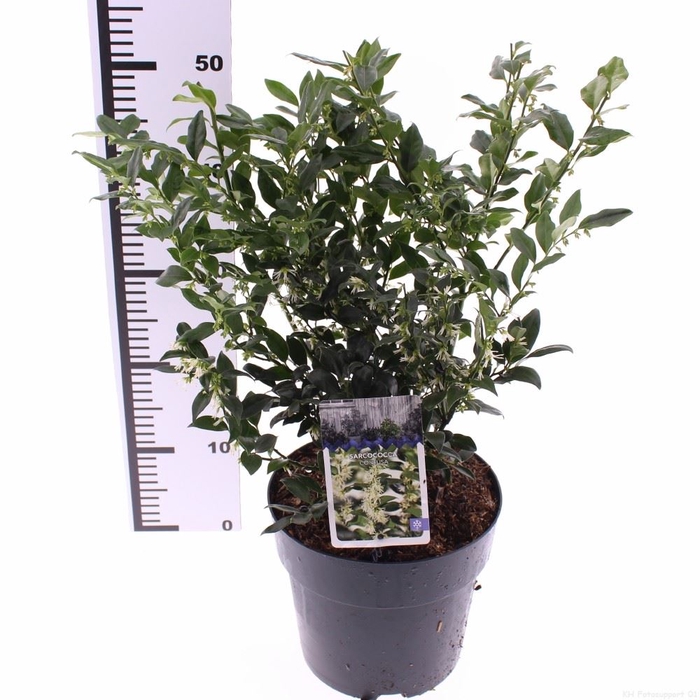 <h4>Sarcococca confusa</h4>