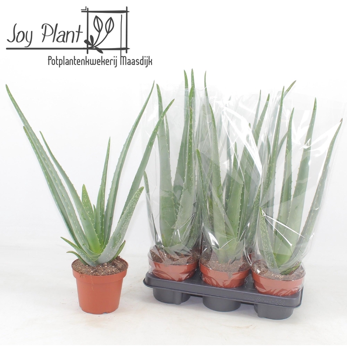 <h4>ALOE VERA</h4>